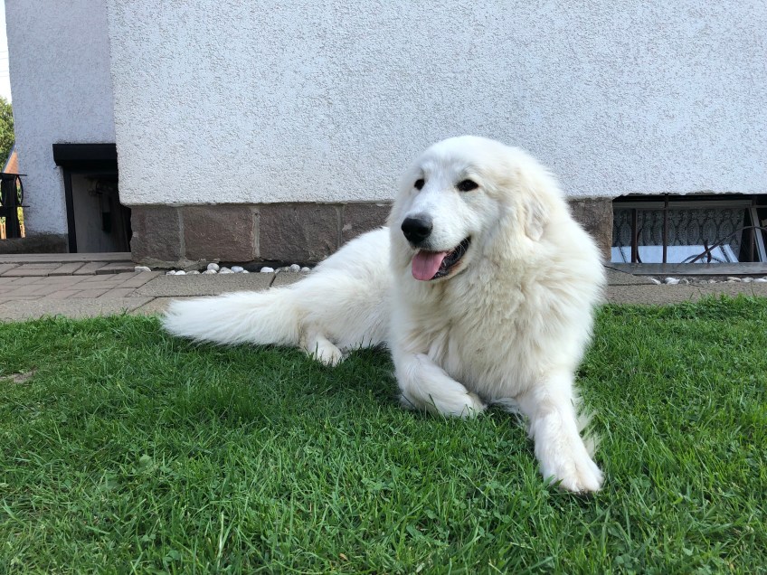 … auf ihrer Wiese …