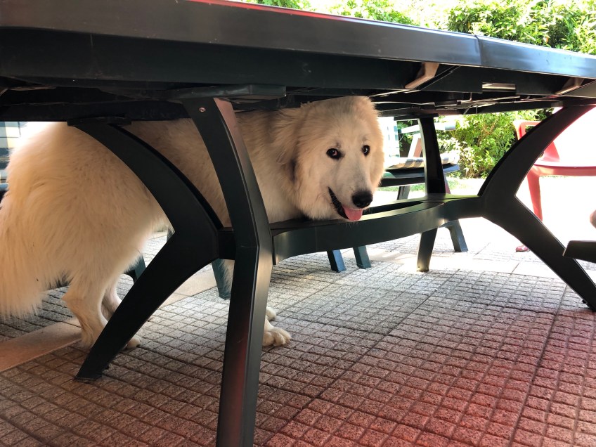 Guggug! Ich bin's, die Bella!