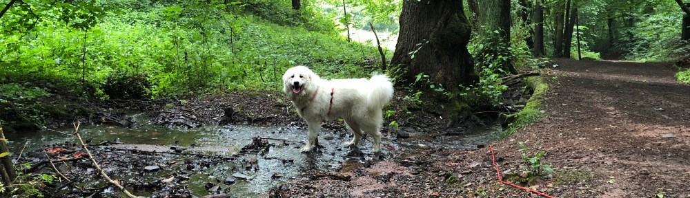 Die fröhliche Bella in ihrem Bächlein