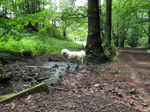 Die fröhliche Bella in ihrem Bächlein