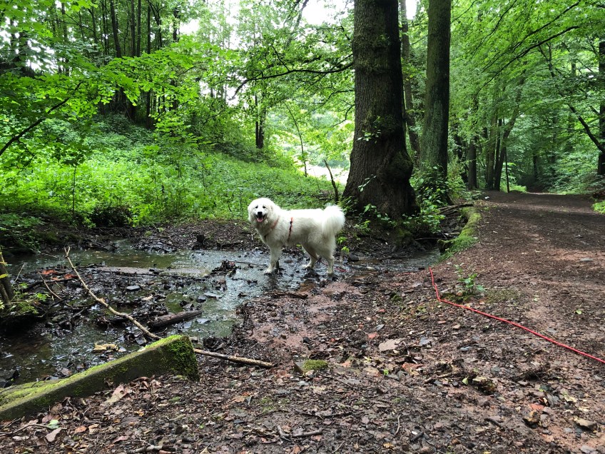 Die fröhliche Bella in ihrem Bächlein