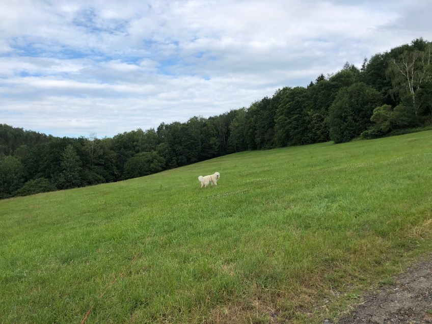 Bella auf der großen Wiese