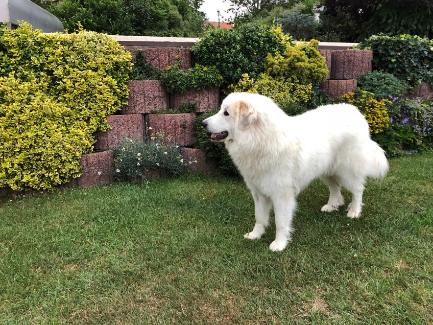 Das ist mein Garten!