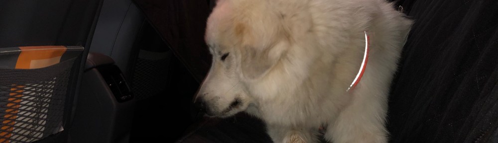 Ich bleibe in meinem Auto!