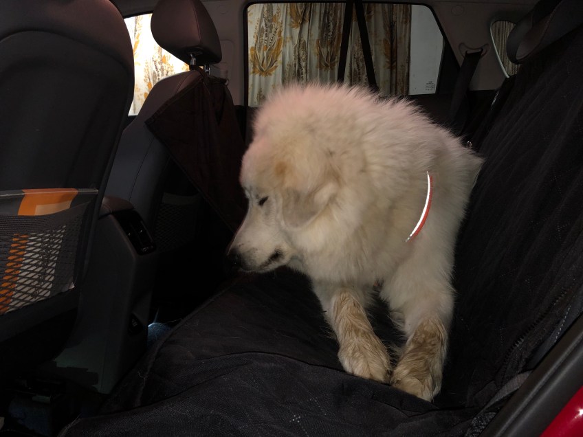 Ich bleibe in meinem Auto!