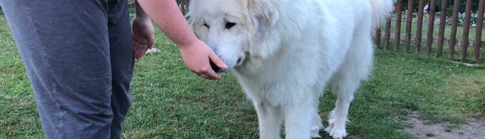 Junikäfer anschnuffeln