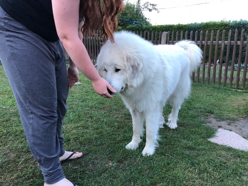 Junikäfer anschnuffeln