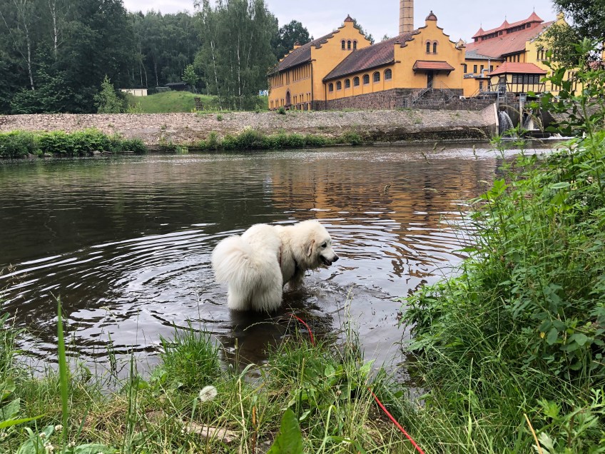 Zweite Badestation – hier war ich schon als Pyribabywelpe