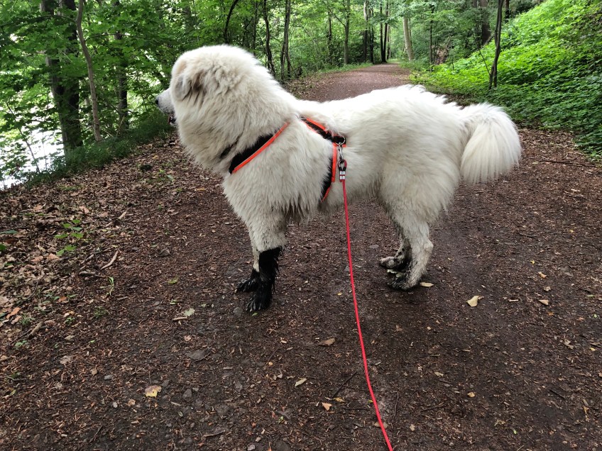 Bella mit lackschwarzen Vorderpfötchen