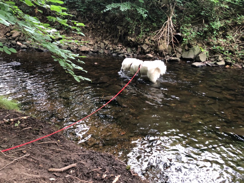 Pfötchen waschen im Gottesaubach