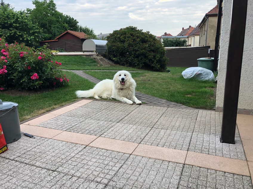 Weiiil, zur Belohnung gibt's Bratwurst