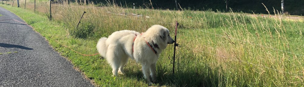 Hab keine Angst vorm Stromzaun! Ich doch nicht!