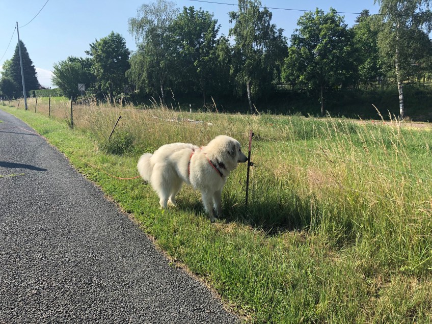 Hab keine Angst vorm Stromzaun! Ich doch nicht!