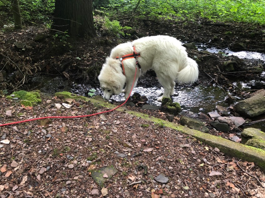 Lecker trinken im kleinen Bächlein