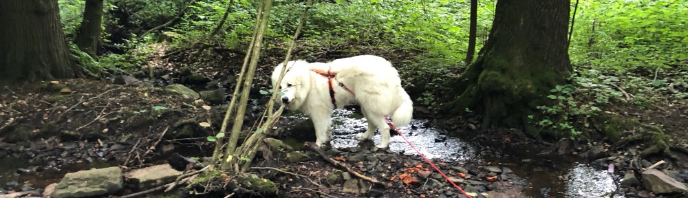 Bin wieder im kleinen Bächlein
