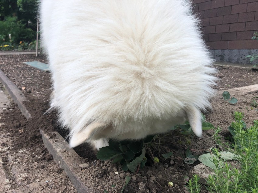 Bella buddelt ein Loch