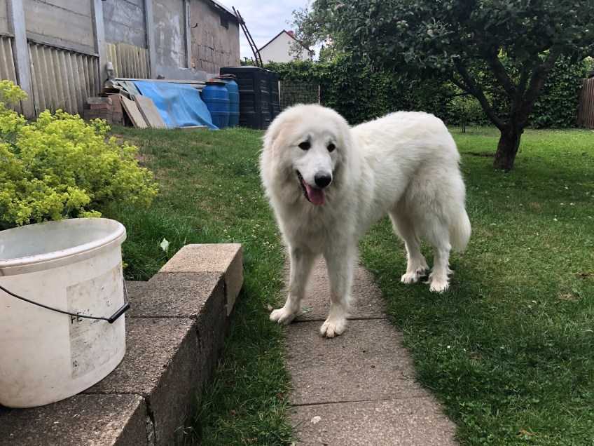 Ich bin eine kleine Ivy