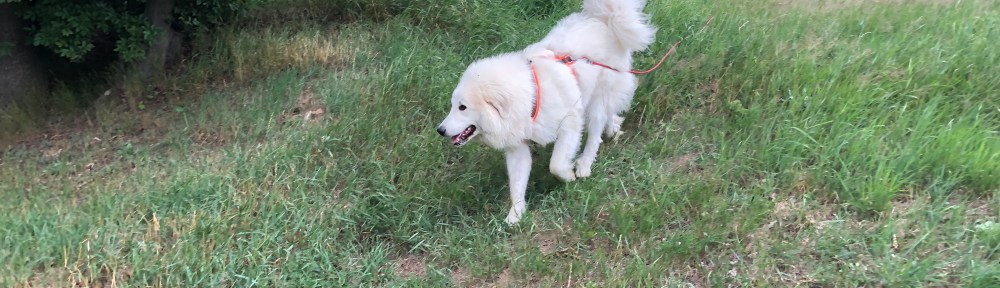 Die Bella abendspaziert!