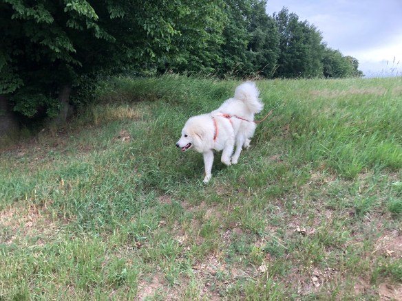 Die Bella abendspaziert!