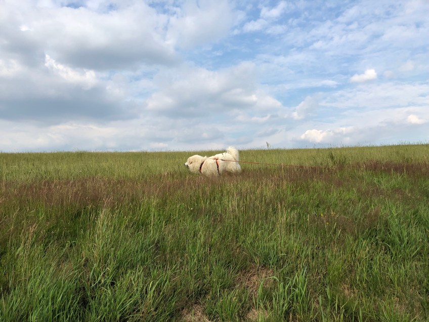 Bella beim Abendspaziergang auf der Wiese