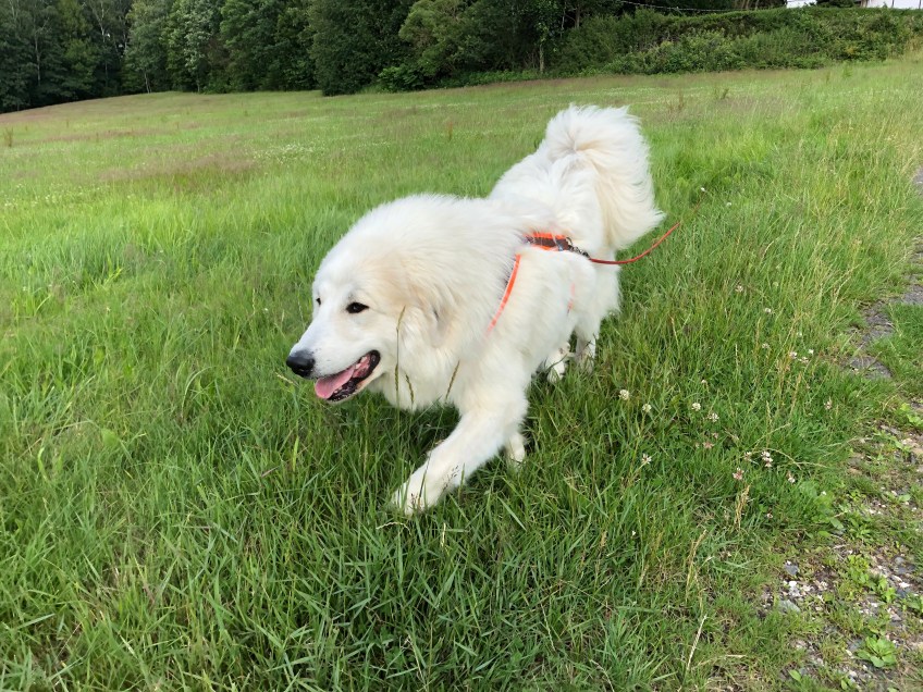 Die Bella strolcht über die Wiese