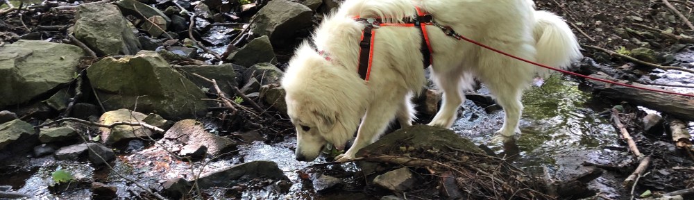 Im kleinen Bächlein