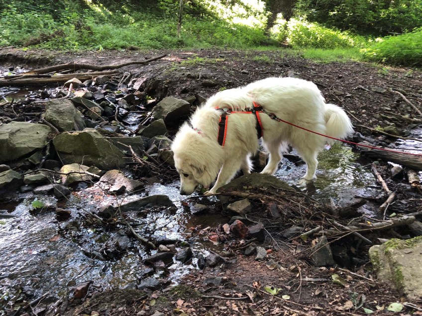 Im kleinen Bächlein
