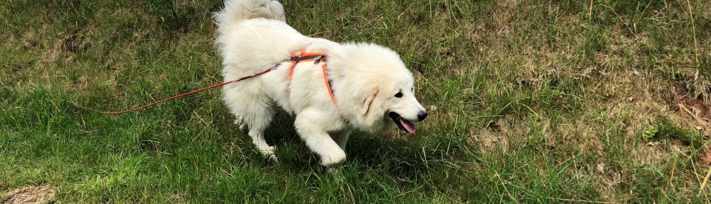 Spaziergang an der großen Feldwiese