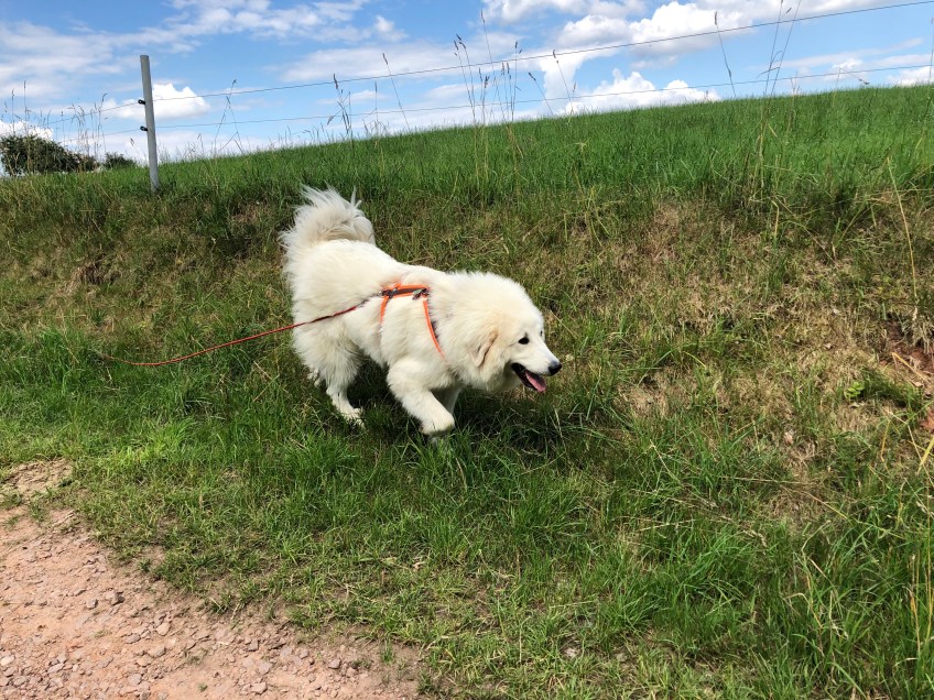 Spaziergang an der großen Feldwiese