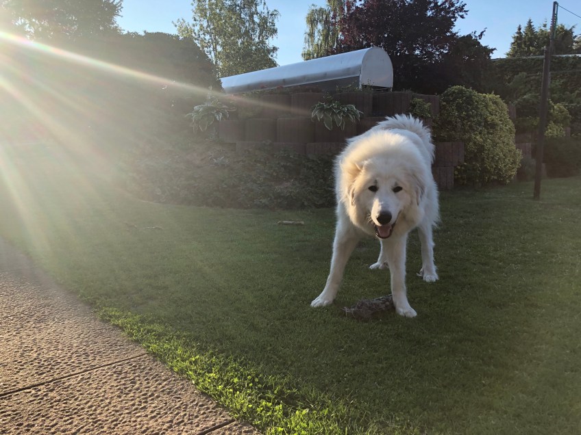 Mein Spielzeug! Kriegst Du nie!