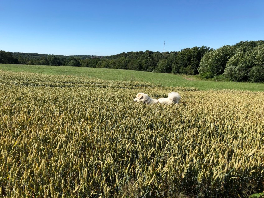 Die Bella im Weichweizenfeld