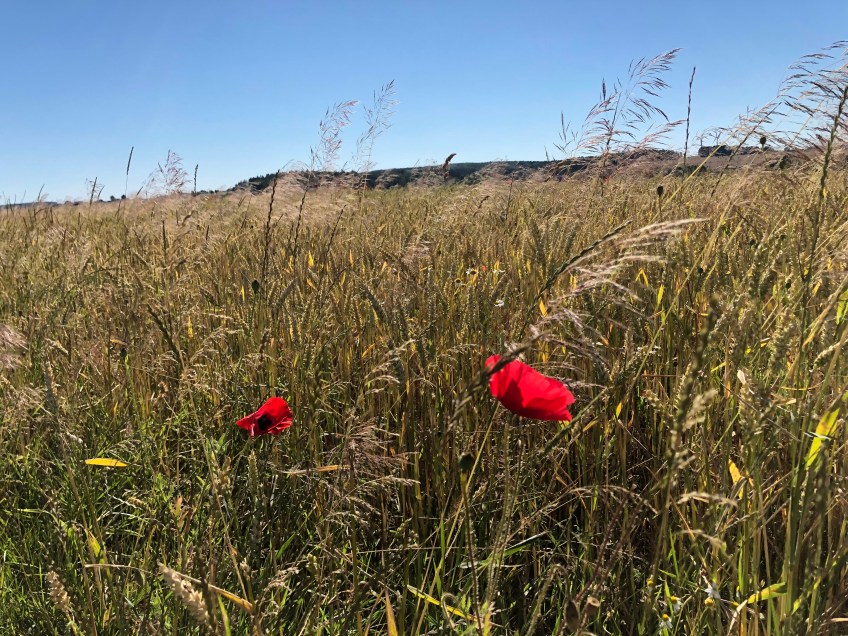 Wildes Weizenfeld mit Mohn