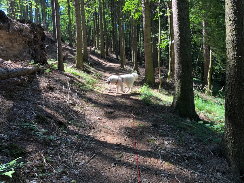 Wir gehen zur Wackelbrücke