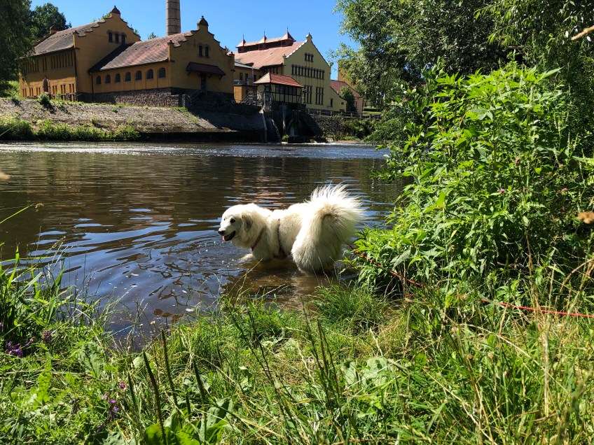 Meine Pyriwelpenbadestelle am Wasserwerk