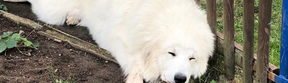 … eine Pyrenäenbergprinzessin bin ich …