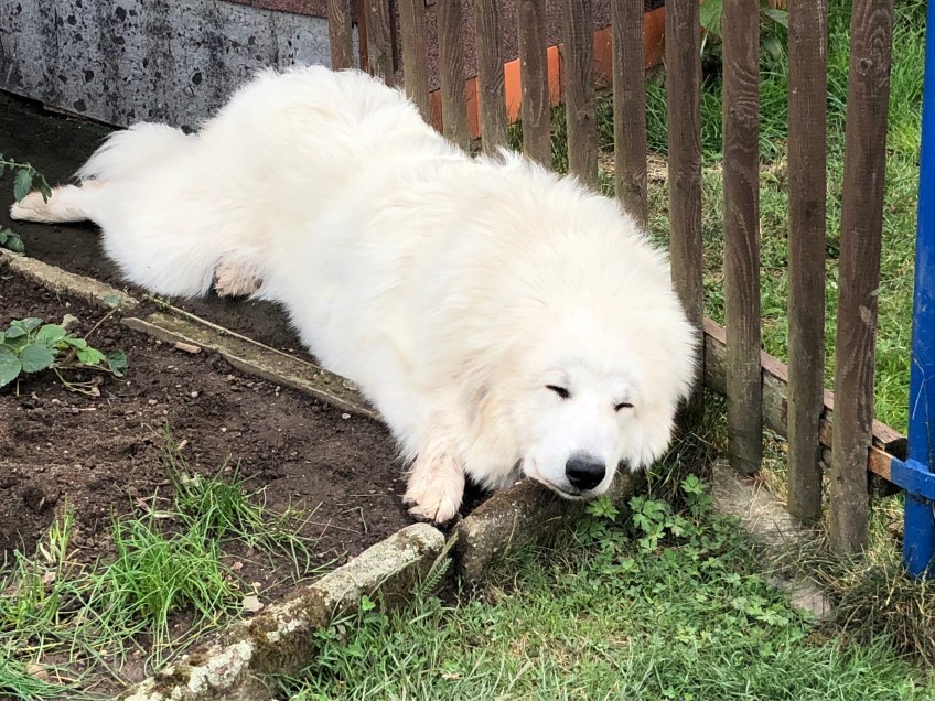 … eine Pyrenäenbergprinzessin bin ich …