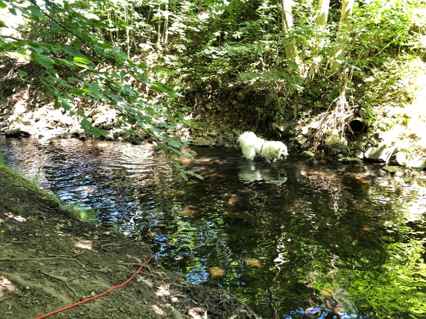 Im Gottesaubach abkühlen, dann geht's nach Hause