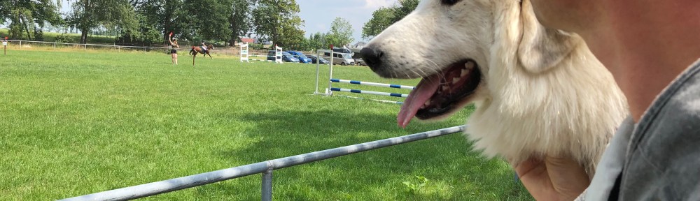 Die Bella am Reitplatz beim Turnier