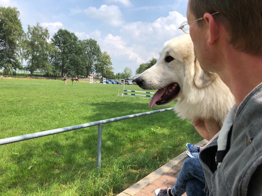 Die Bella am Reitplatz beim Turnier