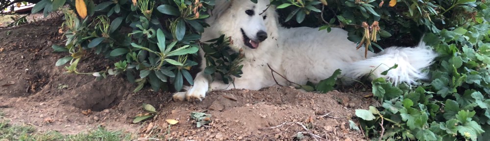 In meiner "Kühlgrube" unter dem "roten Dentron"