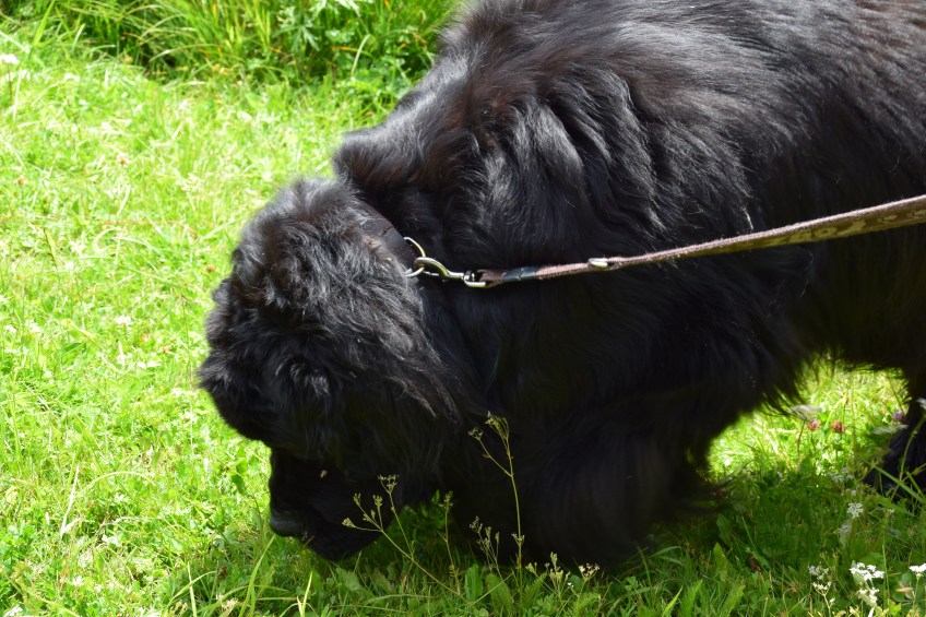 Neufundländer-Junge