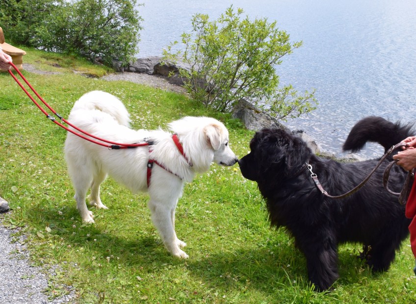 Bellas "Neunpfundländer"