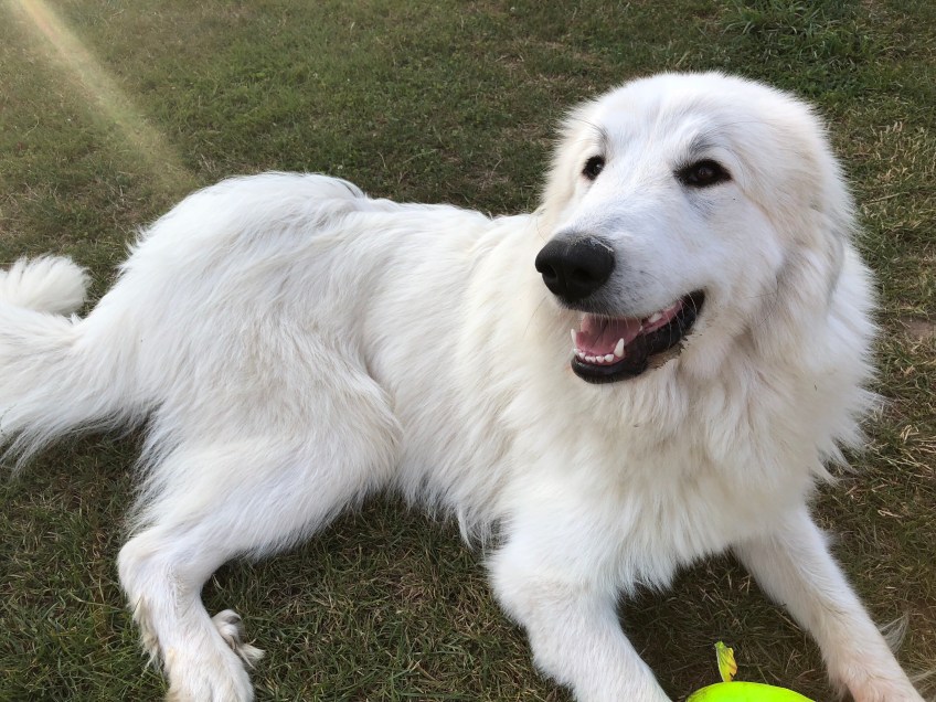 Die schöne Bella in ihrem Garten
