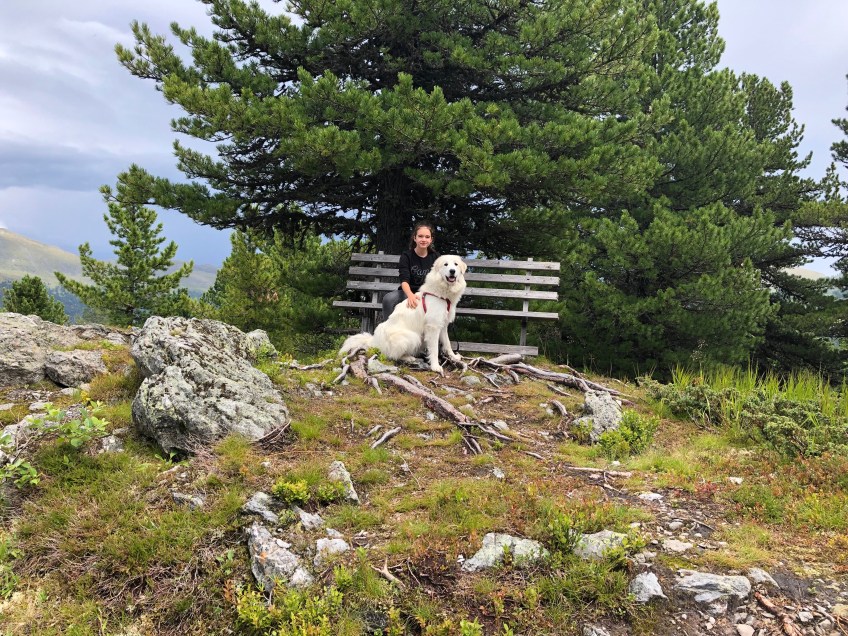 Berghündin auf dem Berg