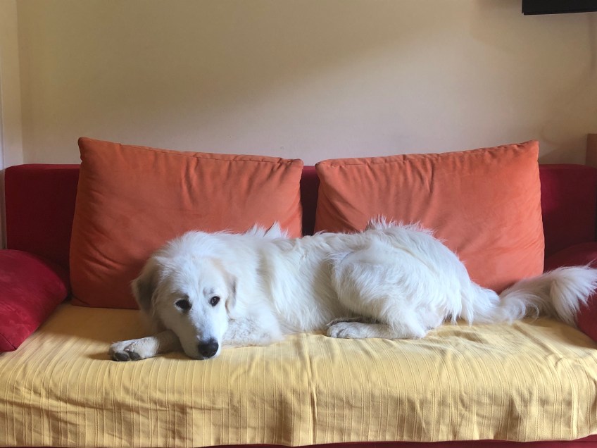 Will auch mal auf's Sofa 🐶😳🐶