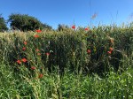 Weizenfeld mit wildem Mohn