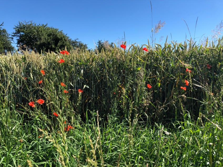 Weizenfeld mit wildem Mohn