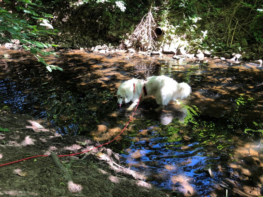 Wasser im Gottesaubach schlabbern