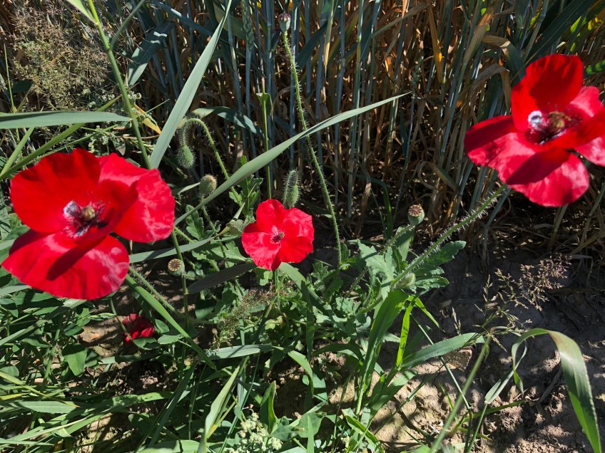 Roter Mohn