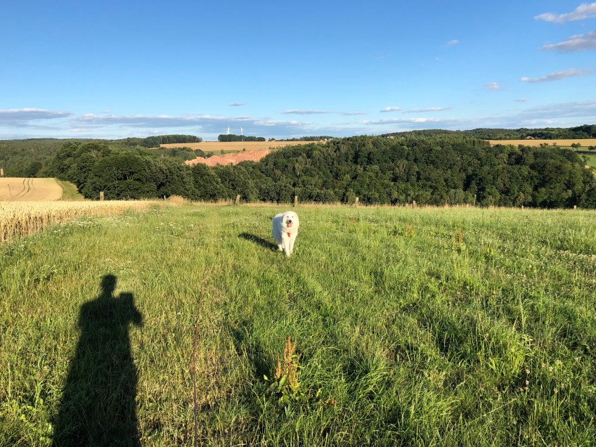 Abendspaziergang auf der großen Feldwiese